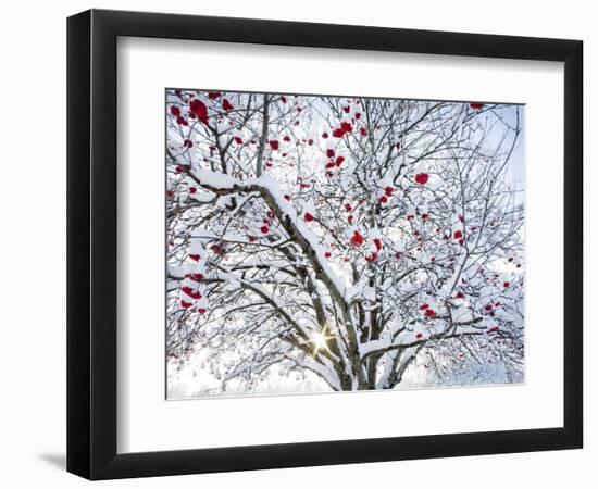 Mountain Ash Tree and Berries in Freshly Fallen Snow in Whitefish, Montana, USA-Chuck Haney-Framed Photographic Print