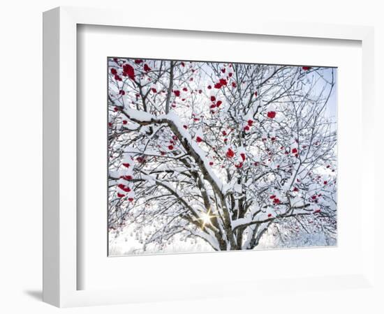 Mountain Ash Tree and Berries in Freshly Fallen Snow in Whitefish, Montana, USA-Chuck Haney-Framed Photographic Print
