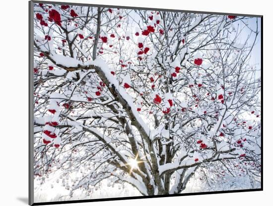 Mountain Ash Tree and Berries in Freshly Fallen Snow in Whitefish, Montana, USA-Chuck Haney-Mounted Photographic Print
