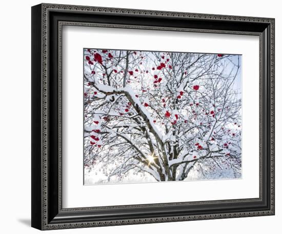 Mountain Ash Tree and Berries in Freshly Fallen Snow in Whitefish, Montana, USA-Chuck Haney-Framed Photographic Print