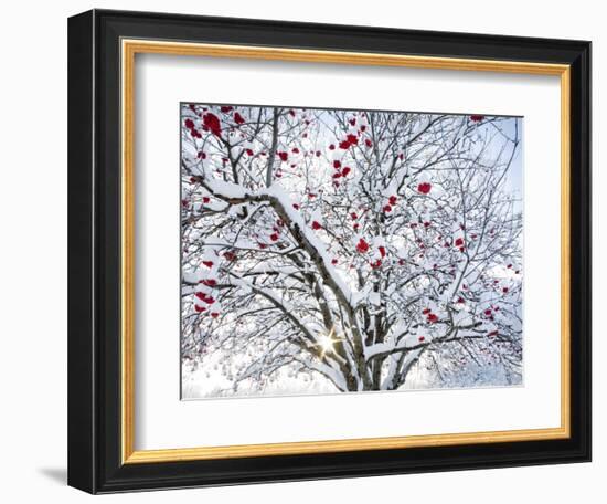 Mountain Ash Tree and Berries in Freshly Fallen Snow in Whitefish, Montana, USA-Chuck Haney-Framed Photographic Print