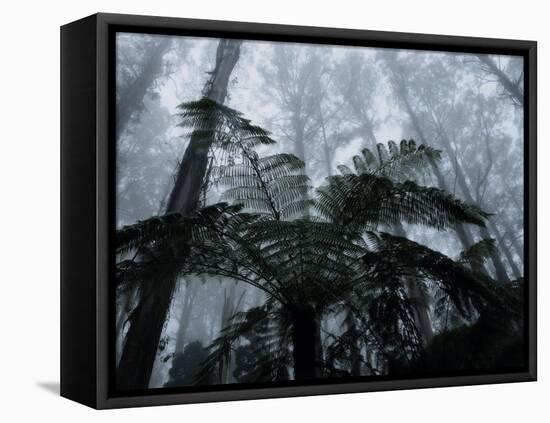 Mountain Ash Trees and Tree Ferns in Fog, Dandenong Ranges, Victoria, Australia-Schlenker Jochen-Framed Premier Image Canvas