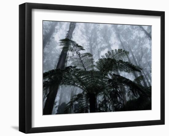 Mountain Ash Trees and Tree Ferns in Fog, Dandenong Ranges, Victoria, Australia-Schlenker Jochen-Framed Photographic Print