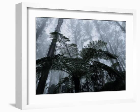 Mountain Ash Trees and Tree Ferns in Fog, Dandenong Ranges, Victoria, Australia-Schlenker Jochen-Framed Photographic Print