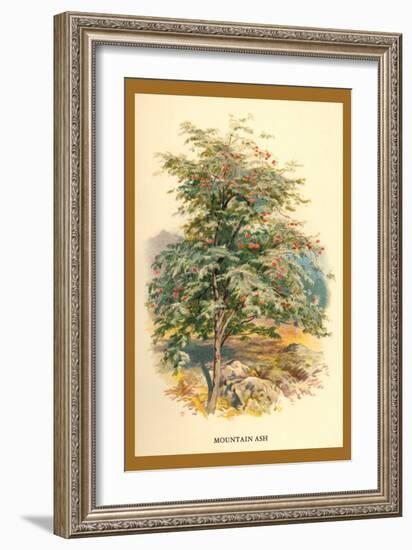 Mountain Ash-W.h.j. Boot-Framed Art Print