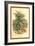 Mountain Ash-W.h.j. Boot-Framed Art Print