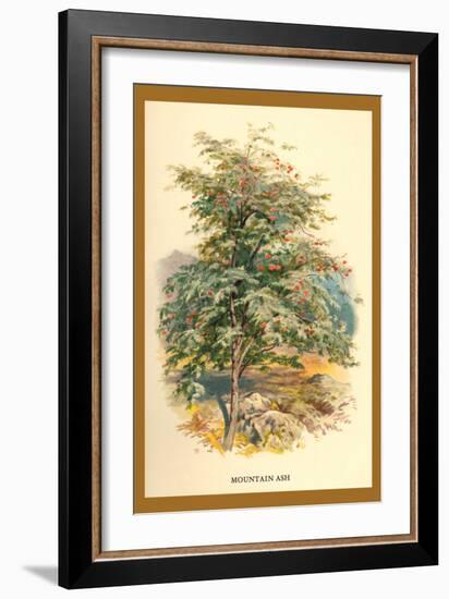 Mountain Ash-W.h.j. Boot-Framed Art Print