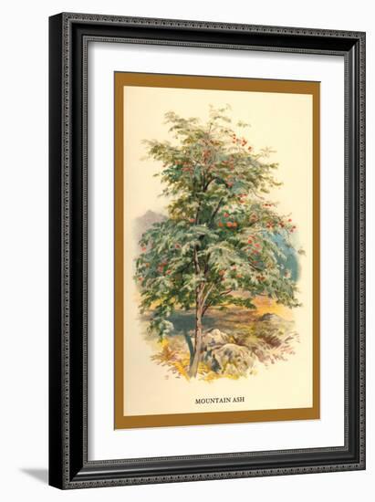 Mountain Ash-W.h.j. Boot-Framed Art Print