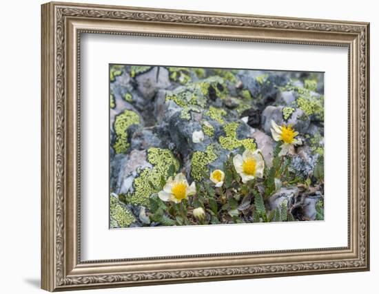 Mountain Avens and Lichen, Assiniboine Provincial Park, Alberta-Howie Garber-Framed Photographic Print