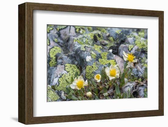 Mountain Avens and Lichen, Assiniboine Provincial Park, Alberta-Howie Garber-Framed Photographic Print