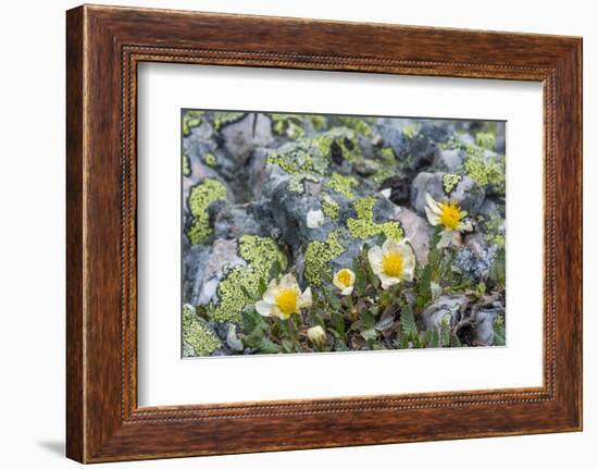 Mountain Avens and Lichen, Assiniboine Provincial Park, Alberta-Howie Garber-Framed Photographic Print