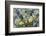 Mountain Avens and Lichen, Assiniboine Provincial Park, Alberta-Howie Garber-Framed Photographic Print