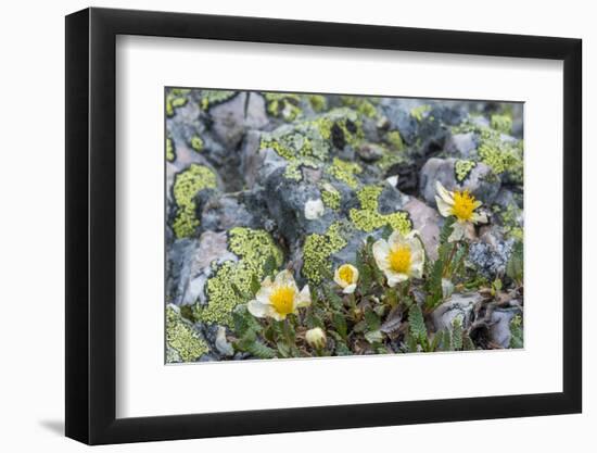 Mountain Avens and Lichen, Assiniboine Provincial Park, Alberta-Howie Garber-Framed Photographic Print