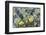 Mountain Avens and Lichen, Assiniboine Provincial Park, Alberta-Howie Garber-Framed Photographic Print