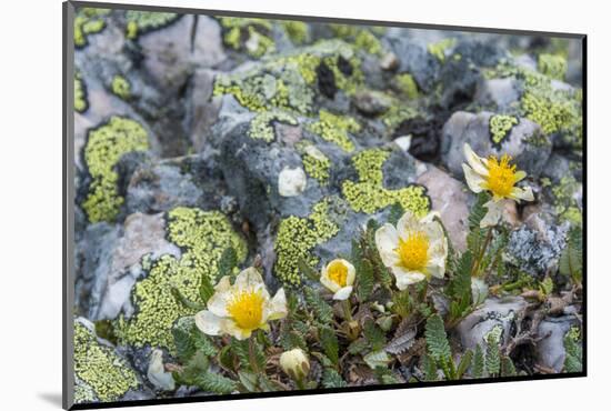 Mountain Avens and Lichen, Assiniboine Provincial Park, Alberta-Howie Garber-Mounted Photographic Print