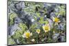 Mountain Avens and Lichen, Assiniboine Provincial Park, Alberta-Howie Garber-Mounted Photographic Print