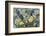 Mountain Avens and Lichen, Assiniboine Provincial Park, Alberta-Howie Garber-Framed Photographic Print