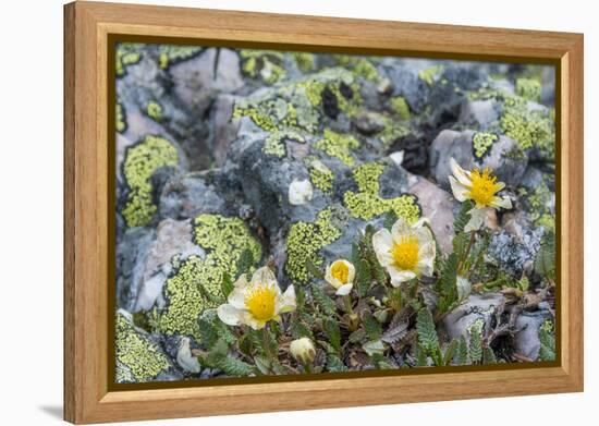 Mountain Avens and Lichen, Assiniboine Provincial Park, Alberta-Howie Garber-Framed Premier Image Canvas