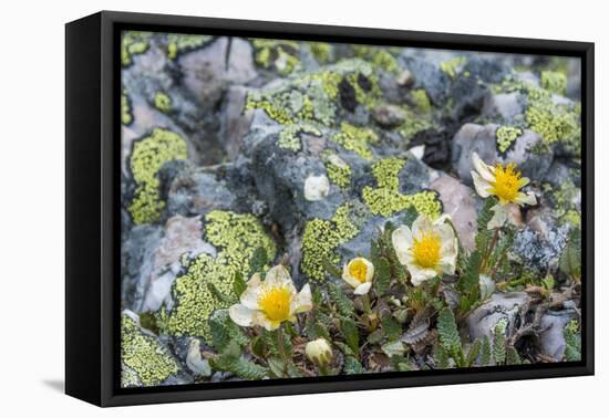 Mountain Avens and Lichen, Assiniboine Provincial Park, Alberta-Howie Garber-Framed Premier Image Canvas