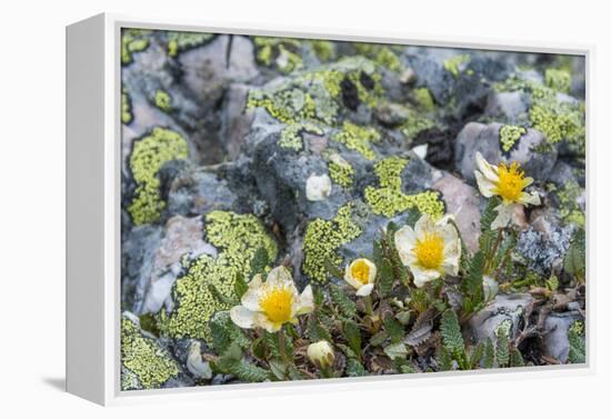 Mountain Avens and Lichen, Assiniboine Provincial Park, Alberta-Howie Garber-Framed Premier Image Canvas