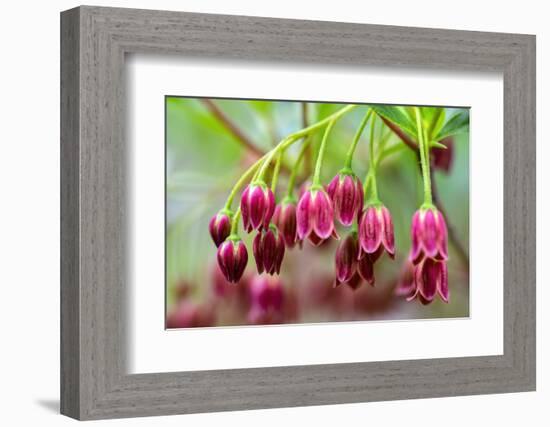 Mountain azalea, USA-Lisa Engelbrecht-Framed Photographic Print