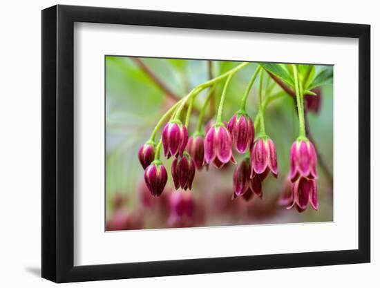 Mountain azalea, USA-Lisa Engelbrecht-Framed Photographic Print