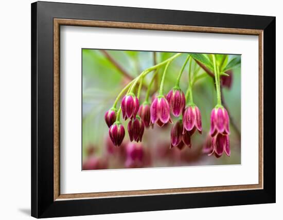 Mountain azalea, USA-Lisa Engelbrecht-Framed Photographic Print