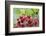 Mountain azalea, USA-Lisa Engelbrecht-Framed Photographic Print