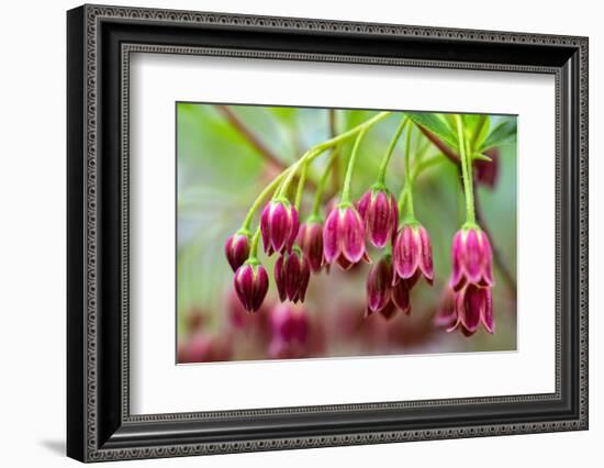 Mountain azalea, USA-Lisa Engelbrecht-Framed Photographic Print