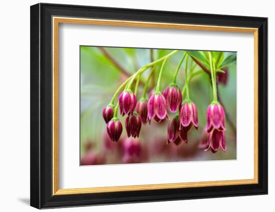 Mountain azalea, USA-Lisa Engelbrecht-Framed Photographic Print