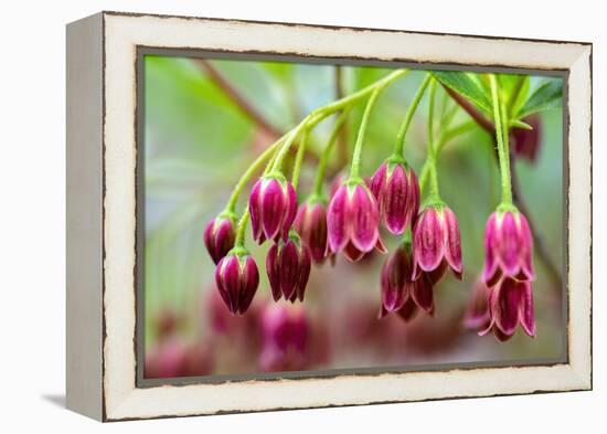 Mountain azalea, USA-Lisa Engelbrecht-Framed Premier Image Canvas