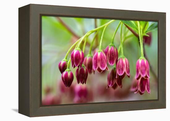 Mountain azalea, USA-Lisa Engelbrecht-Framed Premier Image Canvas