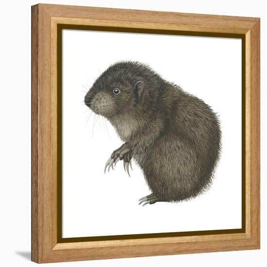 Mountain Beaver (Aplodontia Rufa), Mammals-Encyclopaedia Britannica-Framed Stretched Canvas