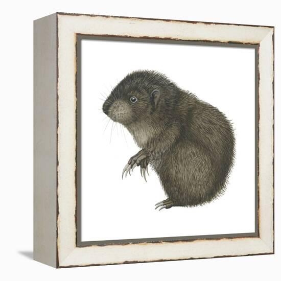 Mountain Beaver (Aplodontia Rufa), Mammals-Encyclopaedia Britannica-Framed Stretched Canvas