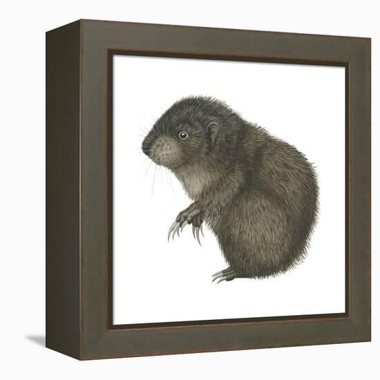 Mountain Beaver (Aplodontia Rufa), Mammals-Encyclopaedia Britannica-Framed Stretched Canvas