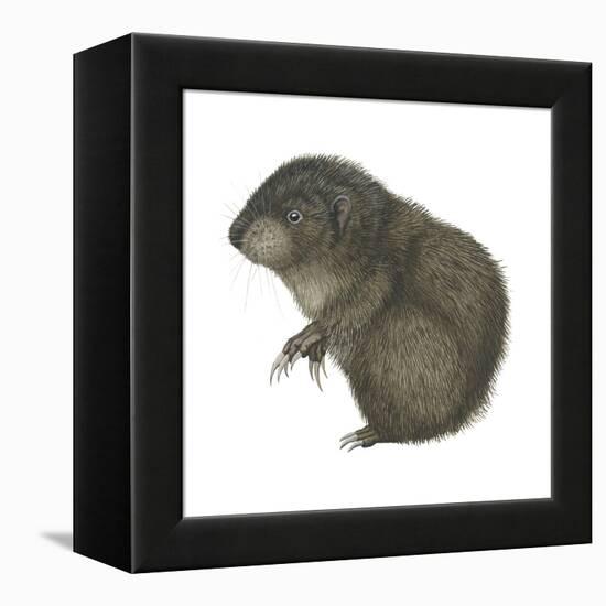 Mountain Beaver (Aplodontia Rufa), Mammals-Encyclopaedia Britannica-Framed Stretched Canvas