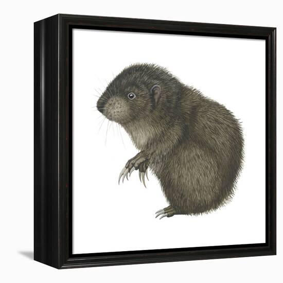 Mountain Beaver (Aplodontia Rufa), Mammals-Encyclopaedia Britannica-Framed Stretched Canvas