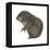 Mountain Beaver (Aplodontia Rufa), Mammals-Encyclopaedia Britannica-Framed Stretched Canvas