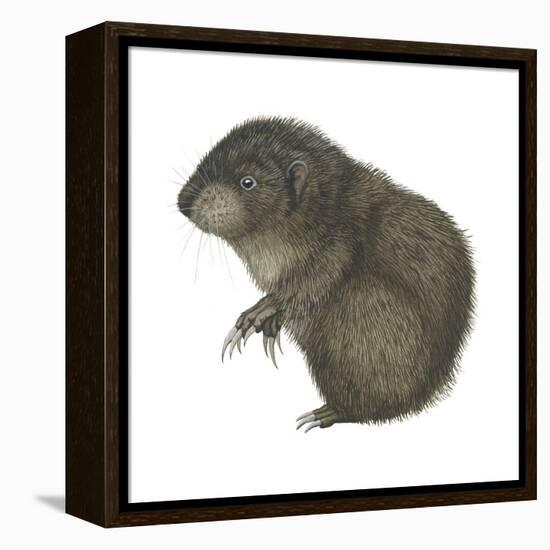 Mountain Beaver (Aplodontia Rufa), Mammals-Encyclopaedia Britannica-Framed Stretched Canvas