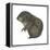 Mountain Beaver (Aplodontia Rufa), Mammals-Encyclopaedia Britannica-Framed Stretched Canvas