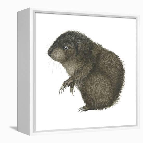 Mountain Beaver (Aplodontia Rufa), Mammals-Encyclopaedia Britannica-Framed Stretched Canvas