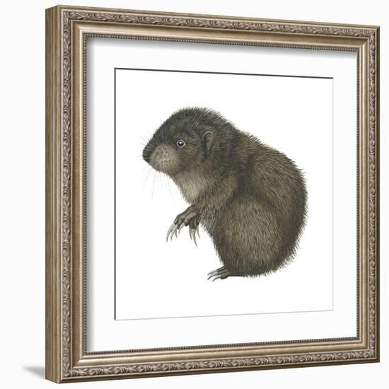 Mountain Beaver (Aplodontia Rufa), Mammals-Encyclopaedia Britannica-Framed Art Print