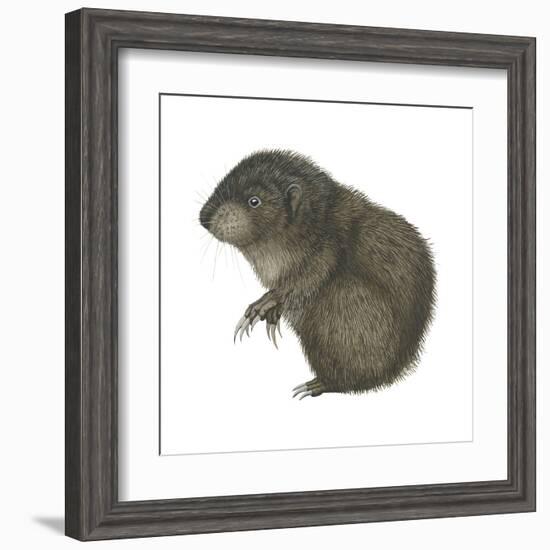 Mountain Beaver (Aplodontia Rufa), Mammals-Encyclopaedia Britannica-Framed Art Print