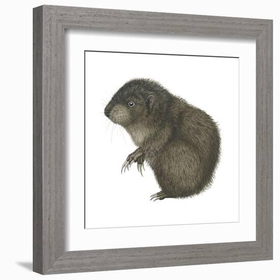 Mountain Beaver (Aplodontia Rufa), Mammals-Encyclopaedia Britannica-Framed Art Print