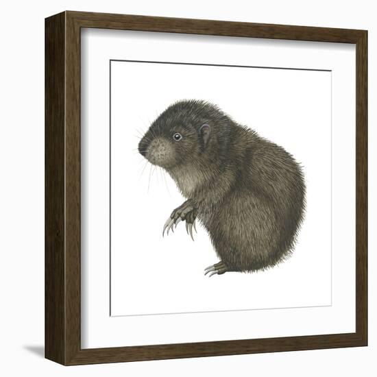 Mountain Beaver (Aplodontia Rufa), Mammals-Encyclopaedia Britannica-Framed Art Print