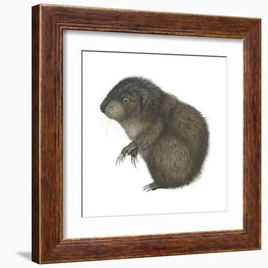 Mountain Beaver (Aplodontia Rufa), Mammals-Encyclopaedia Britannica-Framed Art Print