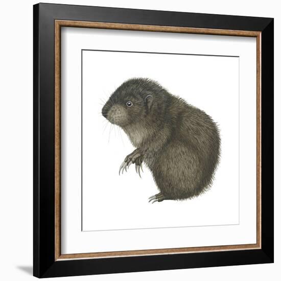 Mountain Beaver (Aplodontia Rufa), Mammals-Encyclopaedia Britannica-Framed Art Print