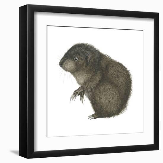 Mountain Beaver (Aplodontia Rufa), Mammals-Encyclopaedia Britannica-Framed Art Print