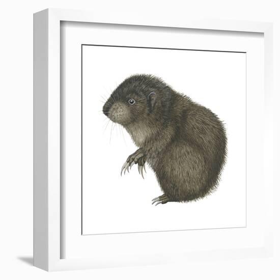 Mountain Beaver (Aplodontia Rufa), Mammals-Encyclopaedia Britannica-Framed Art Print