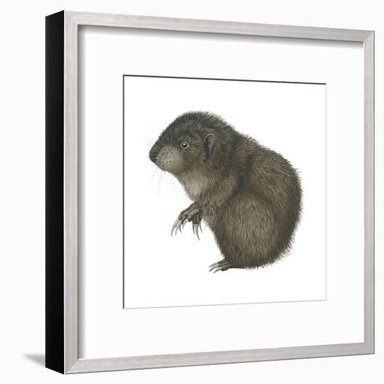 Mountain Beaver (Aplodontia Rufa), Mammals-Encyclopaedia Britannica-Framed Art Print